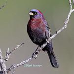 Разноцветный колорин / Passerina versicolor
