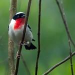 Cherry-throated Tanager / Nemosia rourei
