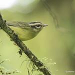 Black-eared Warbler / Basileuterus melanotis
