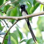 Black Paradise Flycatcher / Terpsiphone atrocaudata