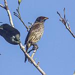 Palmchat / Dulus dominicus