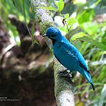 Blue Cotinga / Cotinga nattererii