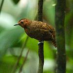 White-throated Antbird / Oneillornis salvini
