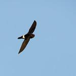 House Swift / Apus nipalensis