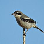 Иберийский сорокопут / Lanius meridionalis