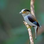 Silver-breasted Broadbill / Serilophus lunatus