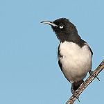 Pied Honeyeater / Certhionyx variegatus