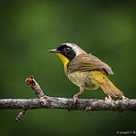 фото