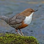 Оляпка / Cinclus cinclus