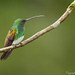 Snowy-bellied Hummingbird / Saucerottia edward