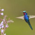 Blue-tufted Starthroat / Heliomaster furcifer