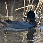 Лысуха / Fulica atra