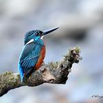 Blyth's Kingfisher / Alcedo hercules