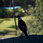 Белоклювая ворона / Corvus woodfordi