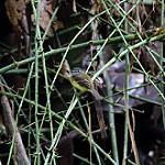 Tawny-chested Flycatcher / Aphanotriccus capitalis