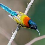 Green-tailed Sunbird / Aethopyga nipalensis