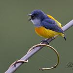 Black-headed Rufous Warbler / Bathmocercus cerviniventris
