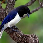 Белохвостая сойка / Cyanocorax cristatellus