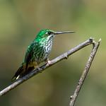 Rufous-booted Racket-tail / Ocreatus addae