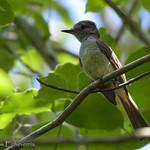Yucatan Flycatcher / Myiarchus yucatanensis