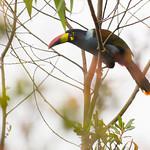 Grey-breasted Mountain Toucan / Andigena hypoglauca