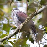 Mountain Imperial Pigeon / Ducula badia