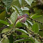 Рыжспинный голубь / Patagioenas cayennensis
