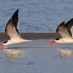 Indian Skimmer / Rynchops albicollis