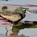 Bronze-winged Jacana / Metopidius indicus