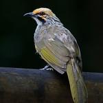 Straw-headed Bulbul / Pycnonotus zeylanicus