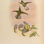 White-tailed Hummingbird / Eupherusa poliocerca