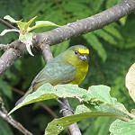 Зелёная эуфония / Euphonia mesochrysa