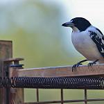фото