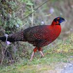 Satyr Tragopan / Tragopan satyra