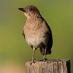 Черноклювый дрозд / Turdus ignobilis