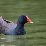 Камышница / Gallinula chloropus