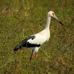 Американский аист / Ciconia maguari