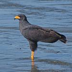 Common Black Hawk / Buteogallus anthracinus