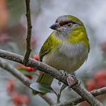 Black-billed Peppershrike / Cyclarhis nigrirostris