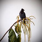 Гиацинтовая сойка / Cyanocorax violaceus