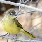 Желтошейный бюльбюль / Chlorocichla falkensteini