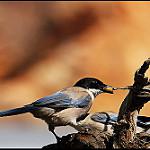 фото