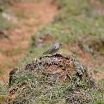 Урубамбский тапакуло / Scytalopus urubambae