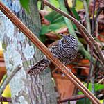 Speckle-breasted Wren / Pheugopedius sclateri