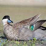Puna Teal / Spatula puna
