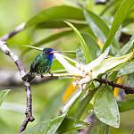 Humboldt's Sapphire / Chrysuronia humboldtii