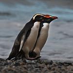 Толстоклювый пингвин / Eudyptes pachyrhynchus