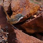 Carpentarian Grasswren / Amytornis dorotheae