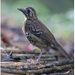 Spot-winged Thrush / Geokichla spiloptera