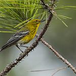 Древесницевые / Parulidae фото